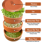 Earthen Clay Sprout Box (3 container)